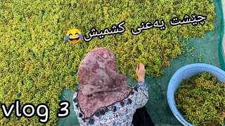 #Vlog3 شێوازی حازر کردنی کشمیشو تورەبونی دایکم😂