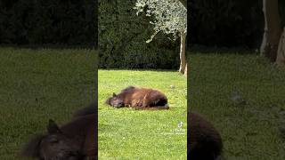 Tutti vorremo avere un mini pony in giardino