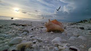 Southwest Florida beach waves #shells #sunset #seagull #bubbles #nature #floridanature #peace #calm