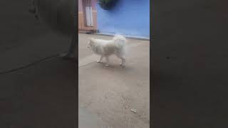 white dog 🐕 😍 ❤️ 💕