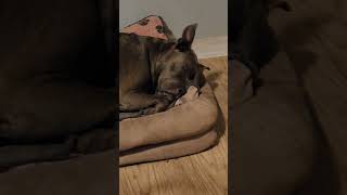 Pit bull deep sleep