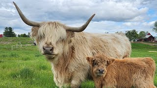 The Highland Cows of Heritage Oak Farm in Maine