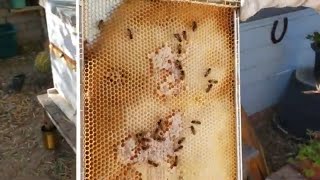 Honey Bee Colony Inspection (WINTER) | Hive #1 Weekly 🐝 Checkup & Feeding| honey bee hive inspection