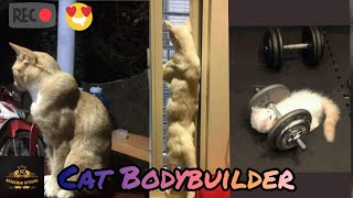 Cat Bodybuilder ( Blood, Sweat & Respect ) 😎🏋️