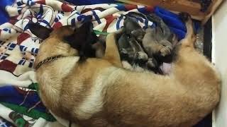 mommy taking care of her puppies