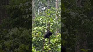 Who loves the rain as much as Nano, the sun bear?