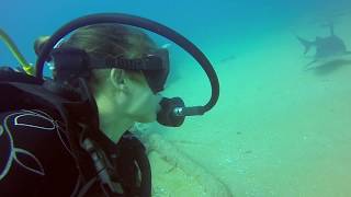 Bull shark dive in Cabo Pulmo, Mexico.