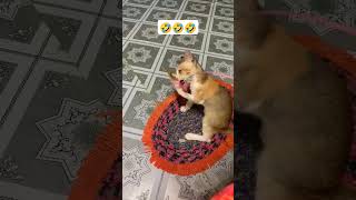 Crazy & funny cat video 🤣 #cat #funnyanimal #cats #kitten #catvideos #catlover