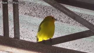 CANÁRIO DA TERRA CANTANDO SOLTO