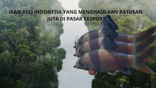 INILAH IKAN BOTIA, YANG MEMBERIKAN CUAN SAMPE RATUSAN JUTA  DIPASAR EKSPORT