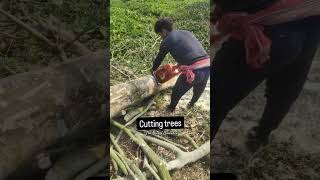 Cutting trees by chain #nature