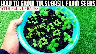 How To Grow Tulsi/Holy Basil From Seeds (With Updates)