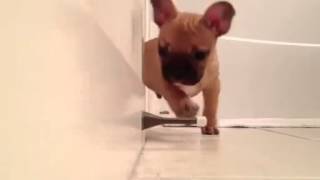 Un chiot s'amuse avec une buUn chiot s'amuse avec une butée de porte