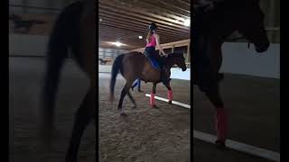 jumping Freddie part 1 he's still learning #dressage #shortvideos #horses #showjumping #jumping