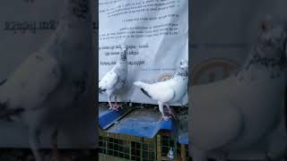 Andhra Tiplar breed pigeon