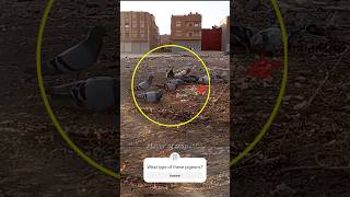 Pigeon trap | bird trap | pora video | Part 1 #shorts #youtubeshorts