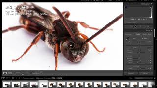 Tutorial - Shooting Bees on White 02 - Photo processing in Lightroom 6