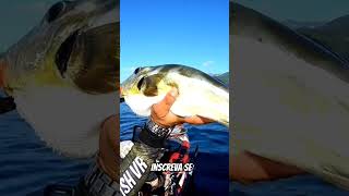 O TEMIDO BAIACU! vídeo completo sábado às 8 horas . #viral #pesca #fishing #shorts