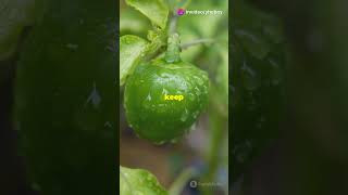 Pepper Growing Tips in a minute will blow your mind 🤯 #gardening #urbanlegends #healthbenefits #life