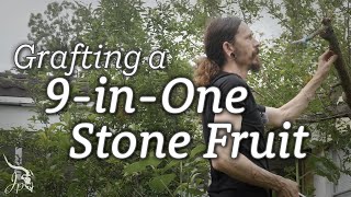 Grafting a 9-in-one Stone fruit