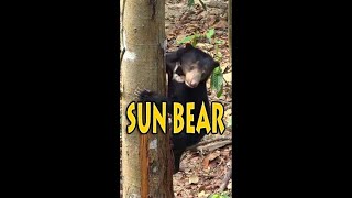 SUN BEAR