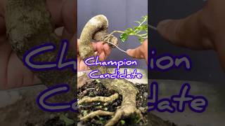 PROGRAM BONSAI HOKIANTI || Champion Candidate