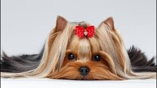 how to put bows in dog's hair | puppy bows | hairstyle | making hairstyle in puppy hairs |