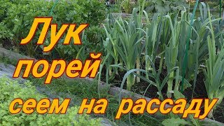 Лук-порей посев на рассаду