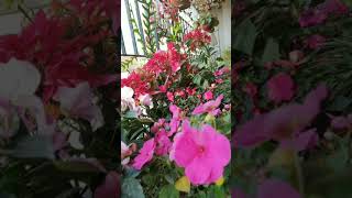 Flowers #viral  #viralshort #viralshorts #short  #shorts   #gardeningshorts