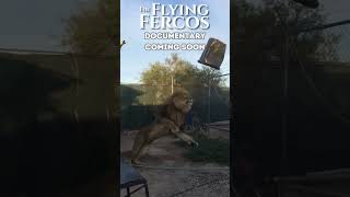 JUMPING LION