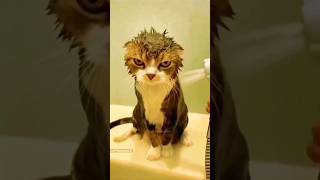 Funny Animals 2023 😂 - Funniest Cats and Dogs video🐱🐶 #shorts