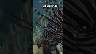 Lionfish Can Swim Upside Down