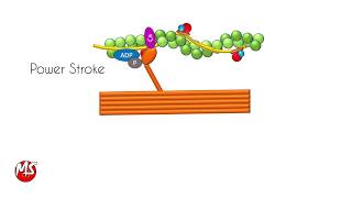 Molecular basis for myocardial contraction