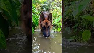 German shepherd water short #dog #germanshepherd #viral #music