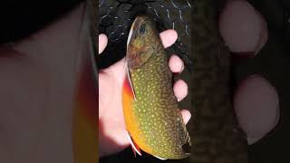 Super Aggressive BROOK TROUT DEMOLISHES Fly #shorts #fishing #brooktrout