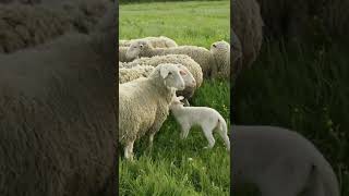 sheeps #babysheep  #animalshorts