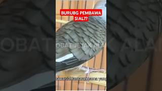 Burung perkutut apakah pembawa sial ? #burung #perkutut