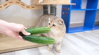 Are Cats Scared Of Cucumbers? 😅😅😅