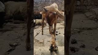 Desi goat #rap #tamil #song #music #tamilsong #goat #travel #babylamb #hindutemple #animals