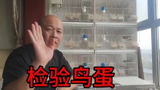 关内小城：芙蓉鸟繁殖期快到了，今天拿灰燕的鸟蛋给大家说说验蛋