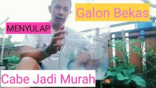 @Cara mengatasi harga cabai yang mahal dengan galon bekas#cara#langitfarm#tanaman#tutorial