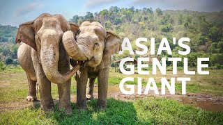 2 Hours Of Amazing Wildlife Surviving Asia's Extreme Climate