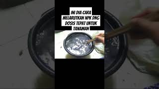 Ini dia cara melarutkan npk dng dosis tepat untuk tanaman #pupukorganikterbaik #pupukterbaik