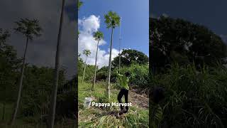 Picking Papayas on Harvest Day