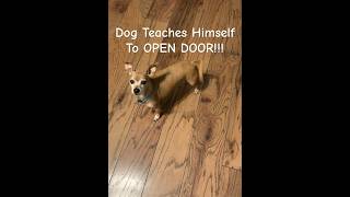 Rescue Dog Teaches Himself To Open Door!!! #smartdog #chiweenie #chihuahua #funnydogs #rescuedog