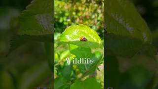 Wildlife in our garden #shorts