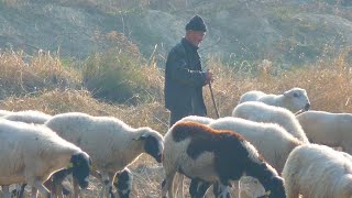 Kürtçe Dengbeji Dertli Acıklı Stran kurdi...!!! Köy Manzaralı Uzun Havalar✔️