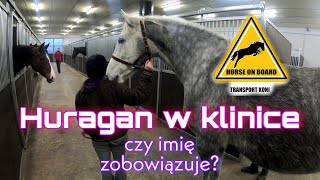 Koń Huragan || imię zobowiązuje! || kto by się spodziewał! || jak wygląda transport koni