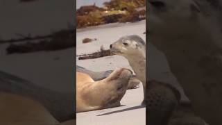 Sealions #shorts #viral #trending