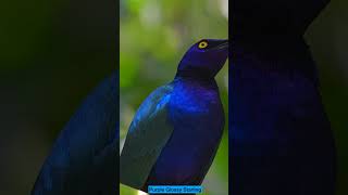 Glossy Starling Bird #shorts #nature #birds #birdslover #relaxation #stressrelief #birdsounds